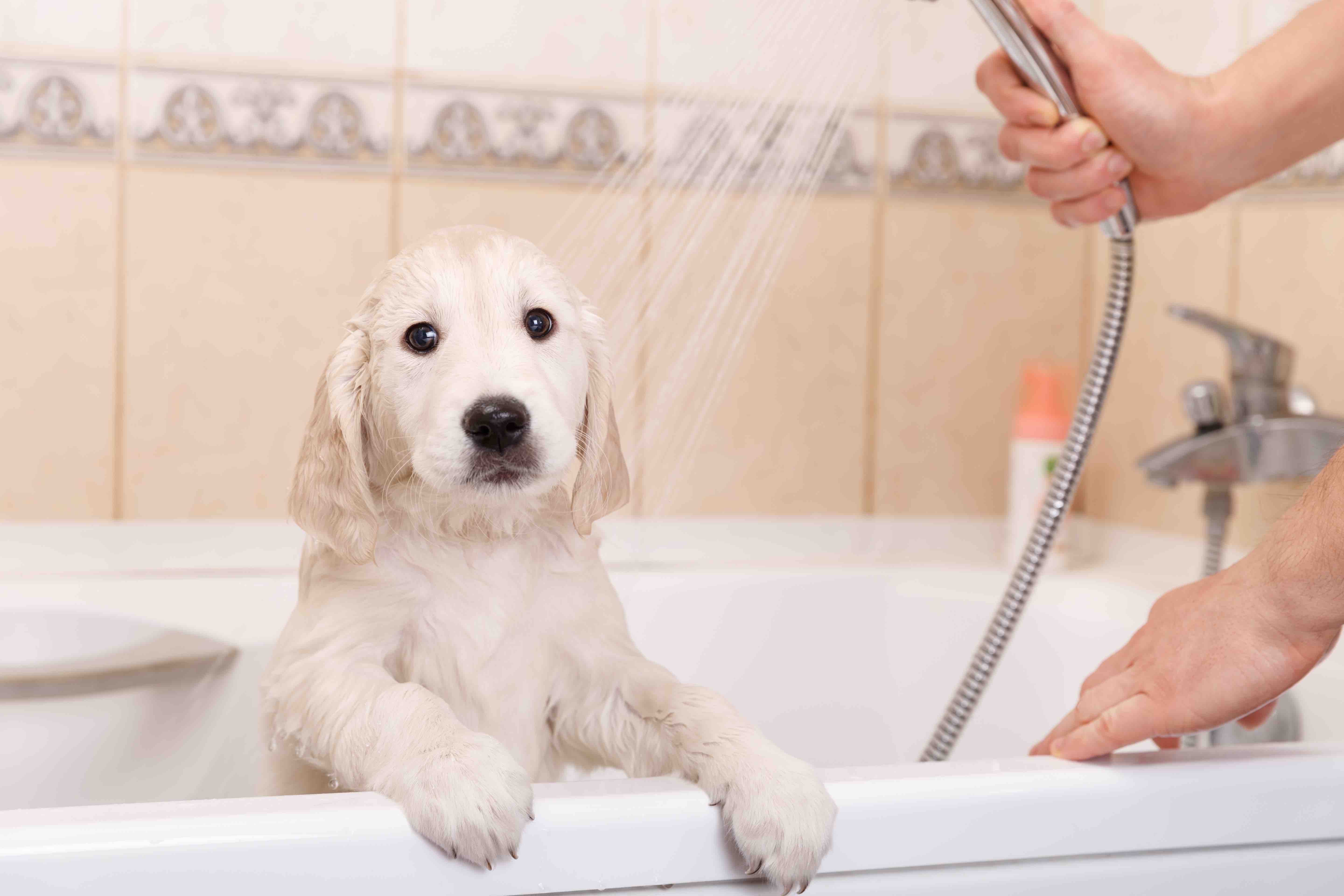 DogShower_iStock-530045221.jpg